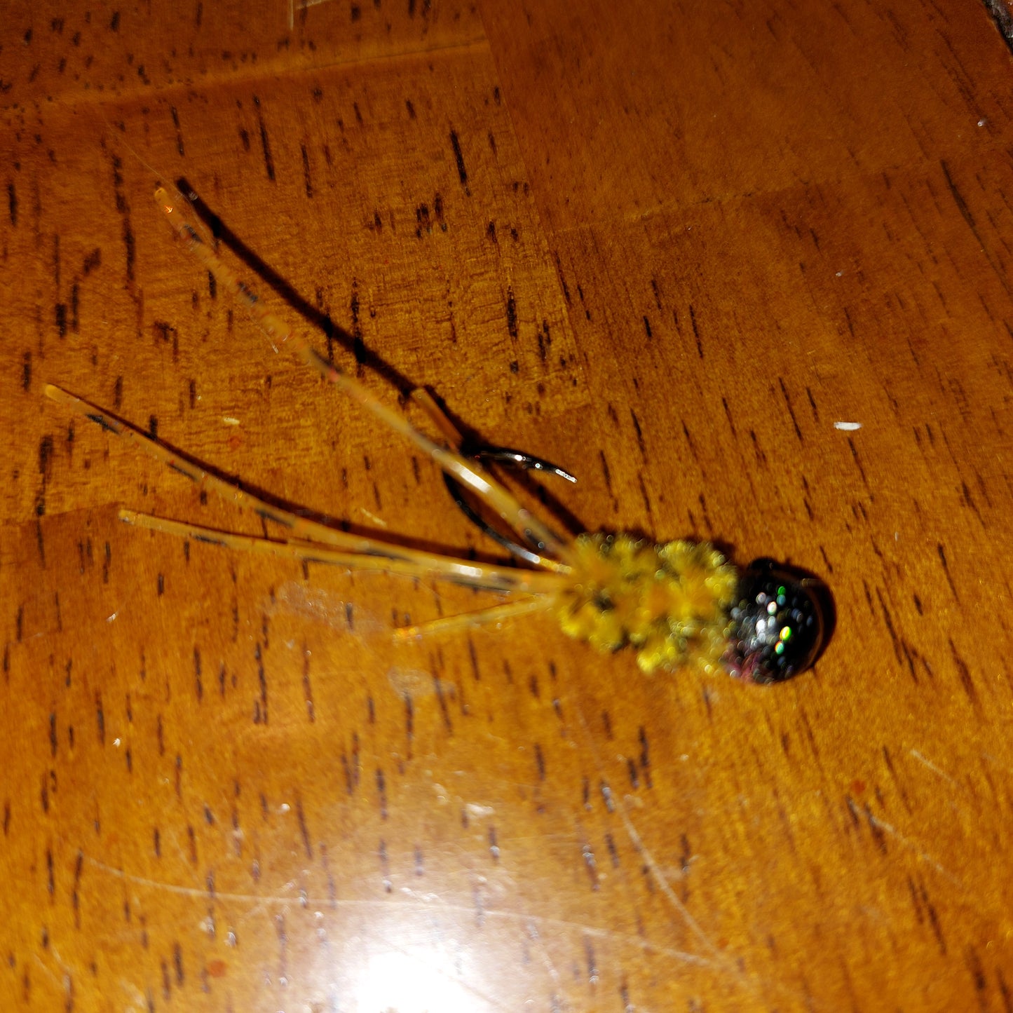 Yellow Jacket Silly Jig