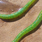 Green Party 3" Worms